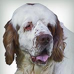 Clumber Spaniel