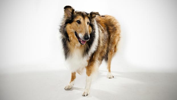 rough collie dogs 101