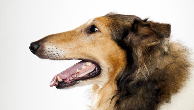 types of collie breeds