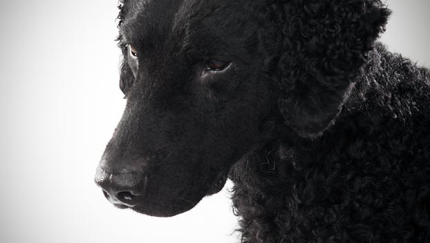 Experienced Dog Sitting: Trust-worthy and loving.