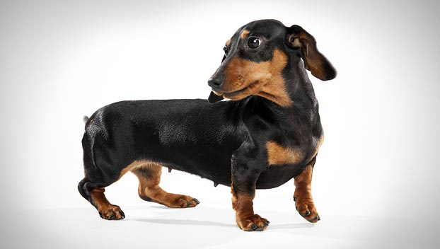 miniature coonhound