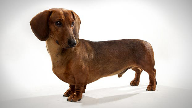 what is a dachshund