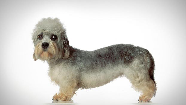 dandie dinmont terrier