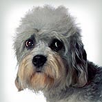 Dandie Dinmont Terrier