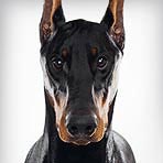 Doberman Pinscher