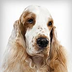 English Cocker Spaniel