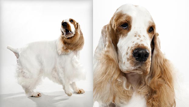 english cocker spaniel types