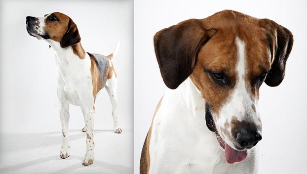 american foxhound beagle