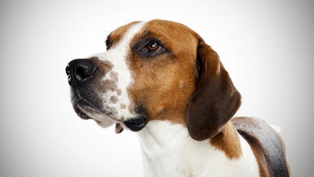 foxhound beagle mix pictures