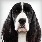 English Springer Spaniel