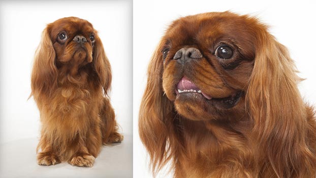 english toy spaniel for sale