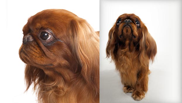 toy spaniels types