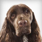 Field Spaniel