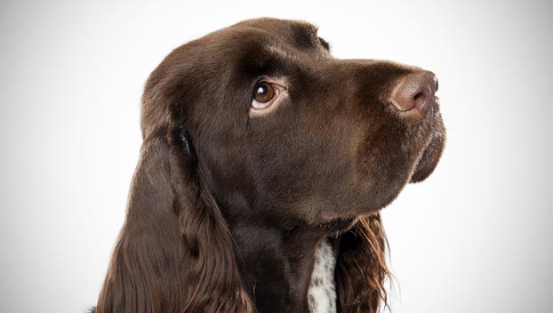 spaniel dog types