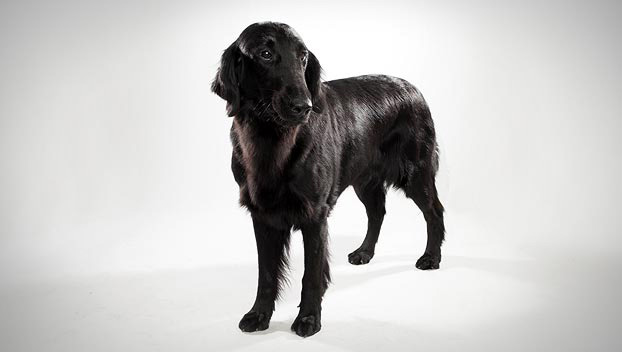 large short haired retriever type dog