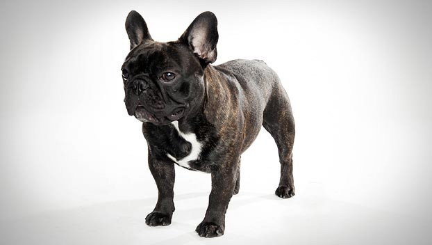 french bulldog dog breeds