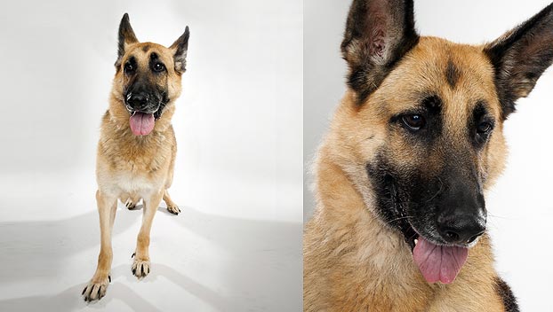 dogs 101 german shepherd