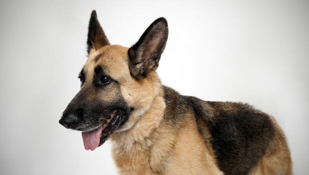 dog looks like a german shepherd