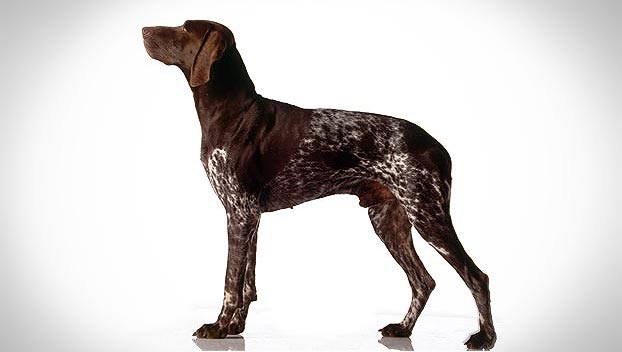 average size of a german shorthaired pointer