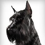 Giant Schnauzer