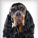 Gordon Setter