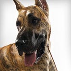 Great Dane