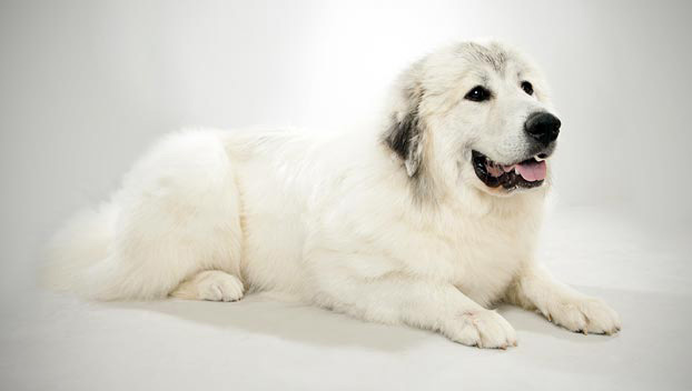 great pyrenees breeds of dogs