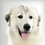 Great Pyrenees