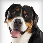 Greater Swiss Mountain Dog