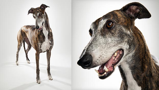 jk rowling greyhound