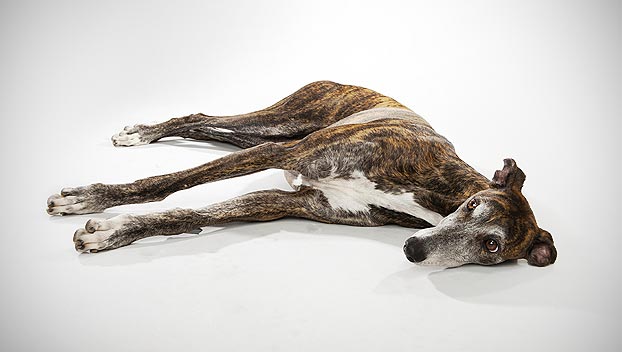Greyhound