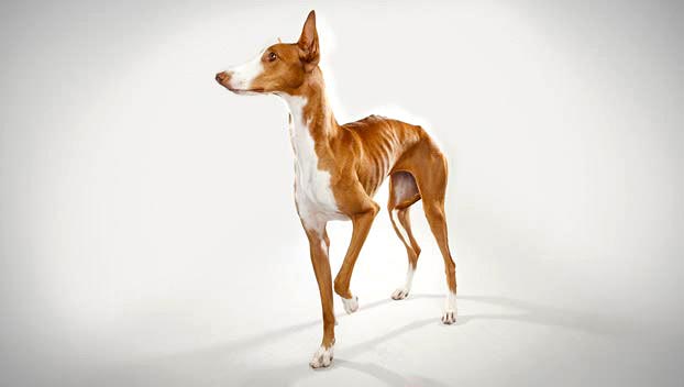 skinny dog breeds