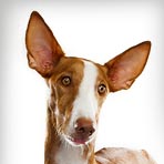 Ibizan Hound