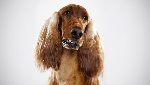 Do I need to bring my pet’s food?