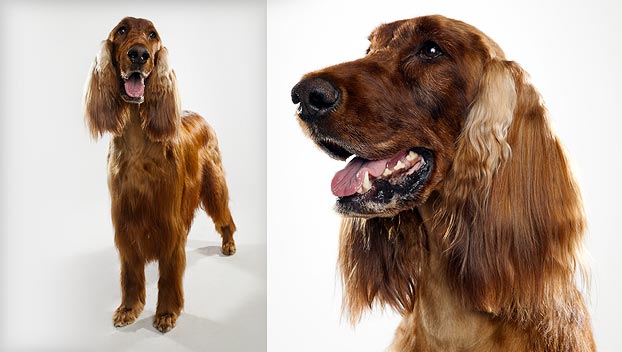 Irish Setter : Dog Breed Selector : Animal Planet