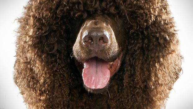 Irish Water Spaniel