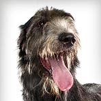 Irish Wolfhound