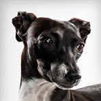 Italian Greyhound