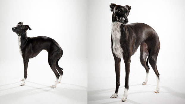 dogs that look like greyhounds