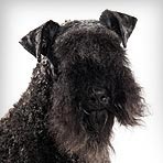 Kerry Blue Terrier