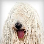 Komondor