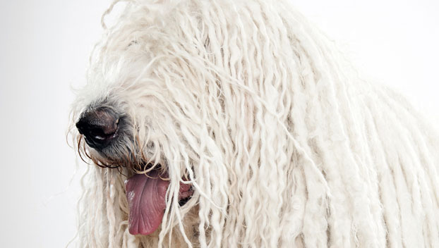 komondor hypoallergenic