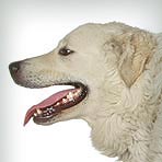 Kuvasz