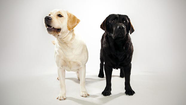lab dog breed