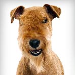 Lakeland Terrier