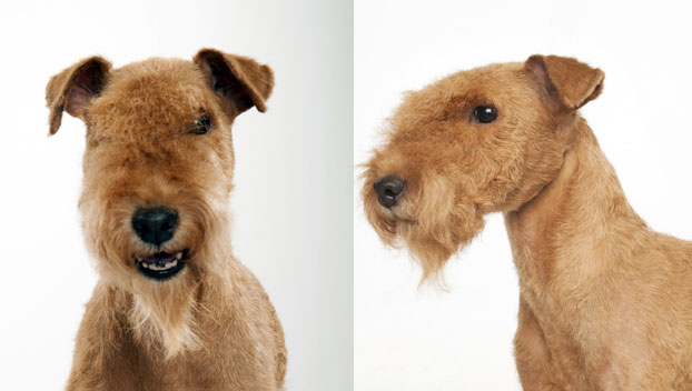 Lakeland Terrier : Dog Breed Selector : Animal Planet