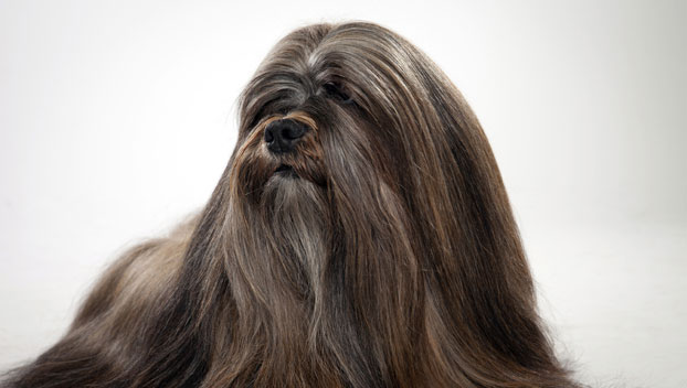 Lhasa Apso