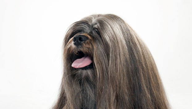 Lhasa Apso
