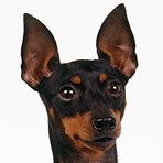 Manchester Terrier (Standard)