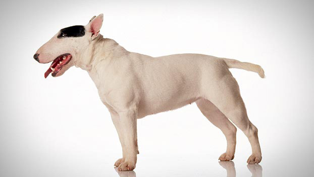 How do you breed English bull terriers?